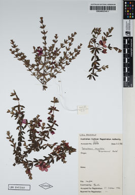 APII jpeg image of Tetratheca thymifolia 'Bicentenary Belle'  © contact APII