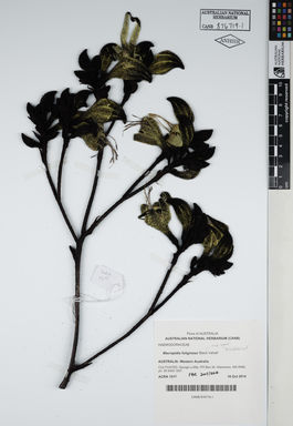 APII jpeg image of Macropidia fuliginosa 'BlackVelvet'  © contact APII