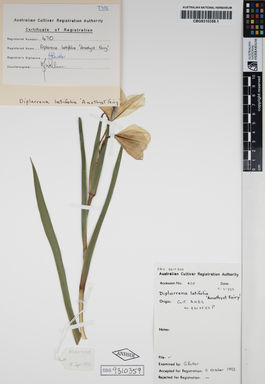 APII jpeg image of Diplarrhena latifolia 'Amethyst Fairy'  © contact APII
