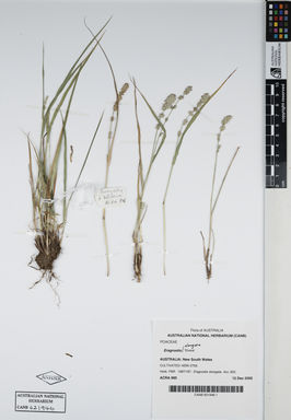 APII jpeg image of Eragrostis elongata 'Elvera'  © contact APII