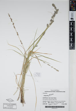 APII jpeg image of Eragrostis 'EO'  © contact APII