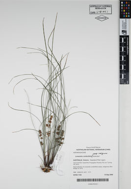 APII jpeg image of Lomandra confertifolia 'Seascape'  © contact APII