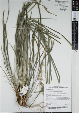 APII jpeg image of Lomandra longifolia 'Katrinus Delux'  © contact APII