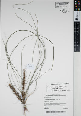 APII jpeg image of Lomandra confertifolia 'LCS1'  © contact APII