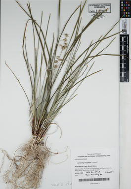 APII jpeg image of Lomandra longifolia 'Lompet1'  © contact APII