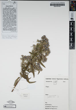 APII jpeg image of Olearia lirata 'Olwyn Barnett'  © contact APII