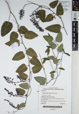 APII jpeg image of Hardenbergia violacea 'Rambosea'  © contact APII