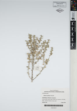 APII jpeg image of Olearia axillaris 'Olaxlul9'  © contact APII