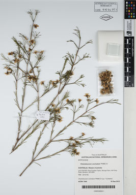APII jpeg image of Chamelaucium uncinatum 'PWBC12'  © contact APII