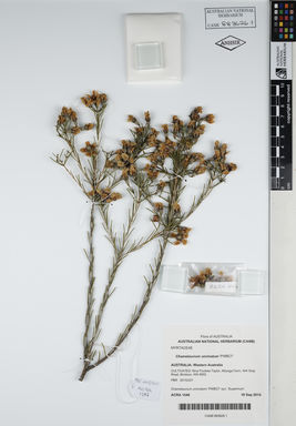 APII jpeg image of Chamelaucium uncinatum 'PWBC7'  © contact APII