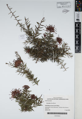 APII jpeg image of Grevillea juniperina 'New Blood'  © contact APII