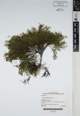 APII jpeg image of Acacia cognata 'AC0020'  © contact APII