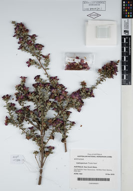 APII jpeg image of Leptospermum 'Purple Haze'  © contact APII