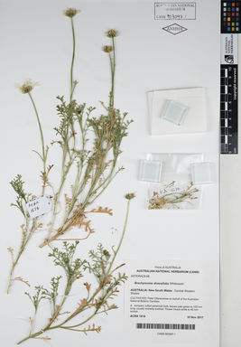 APII jpeg image of Brachyscome diversifolia 'Whitewash'  © contact APII