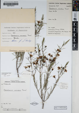 APII jpeg image of Chamelaucium uncinatum 'Munns'  © contact APII