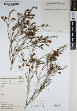 APII jpeg image of Chamelaucium uncinatum 'Wilson'  © contact APII