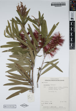 APII jpeg image of Callistemon viminalis 'Harkness'  © contact APII