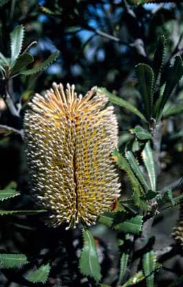 APII jpeg image of Banksia ornata  © contact APII