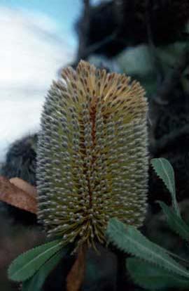 APII jpeg image of Banksia ornata  © contact APII