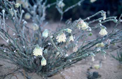 APII jpeg image of Pimelea octophylla  © contact APII