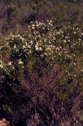 APII jpeg image of Prostanthera striatiflora  © contact APII