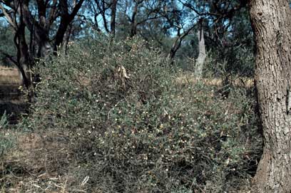 APII jpeg image of Olearia pimeleoides  © contact APII