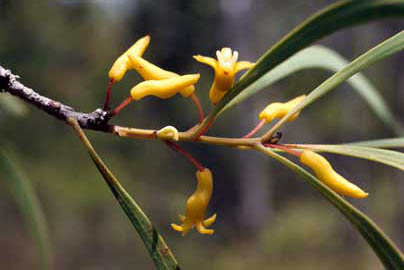 APII jpeg image of Persoonia falcata  © contact APII