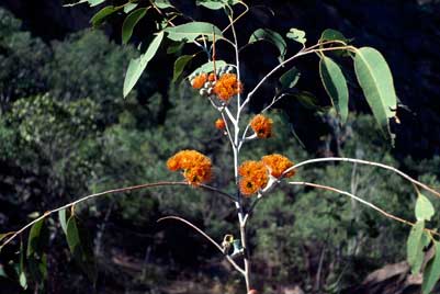 APII jpeg image of Eucalyptus miniata  © contact APII