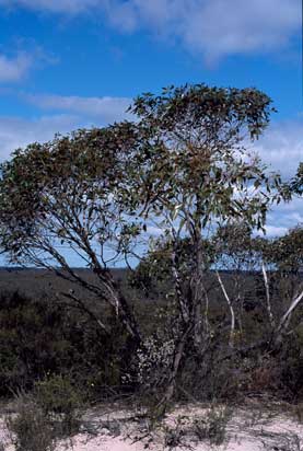 APII jpeg image of Eucalyptus arenacea  © contact APII
