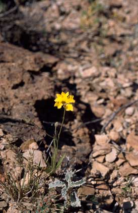 APII jpeg image of Goodenia fascicularis  © contact APII