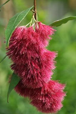 APII jpeg image of Syzygium wilsonii subsp. wilsonii  © contact APII