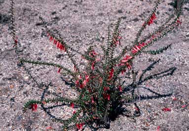 APII jpeg image of Epacris impressa  © contact APII