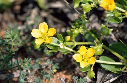 APII jpeg image of Zygophyllum apiculatum  © contact APII