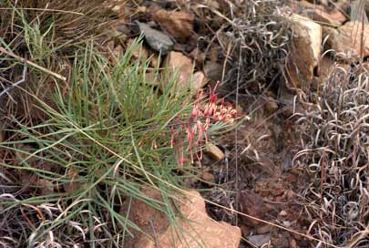 APII jpeg image of Grevillea dryandri subsp. dryandri  © contact APII