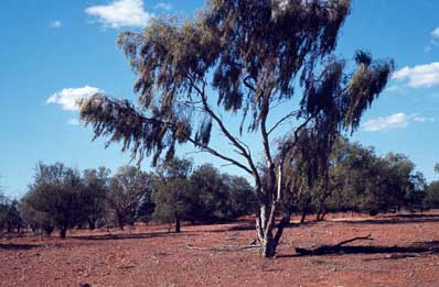 APII jpeg image of Flindersia maculosa  © contact APII