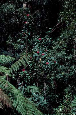 APII jpeg image of Telopea oreades  © contact APII