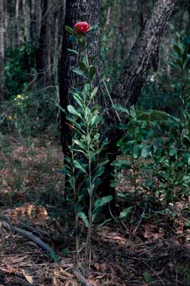 APII jpeg image of Telopea speciosissima  © contact APII