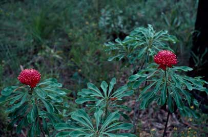 APII jpeg image of Telopea speciosissima  © contact APII