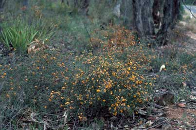 APII jpeg image of Pultenaea procumbens  © contact APII