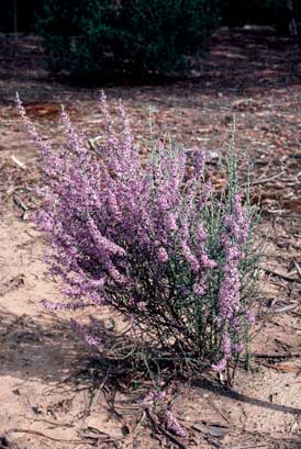 APII jpeg image of Olearia floribunda  © contact APII