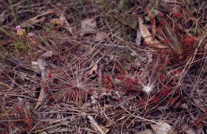 APII jpeg image of Drosera lanata  © contact APII