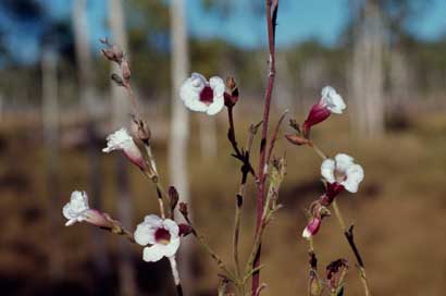 APII jpeg image of Centranthera cochinchinensis  © contact APII