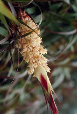 APII jpeg image of Dracophyllum sayeri  © contact APII