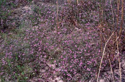 APII jpeg image of Oldenlandia thysanota  © contact APII
