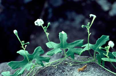 APII jpeg image of Trichosanthes cucumerina  © contact APII