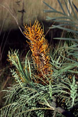 APII jpeg image of Grevillea pteridifolia  © contact APII