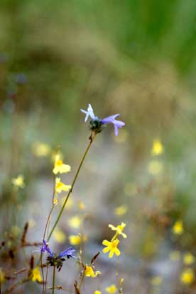 APII jpeg image of Utricularia chrysantha  © contact APII