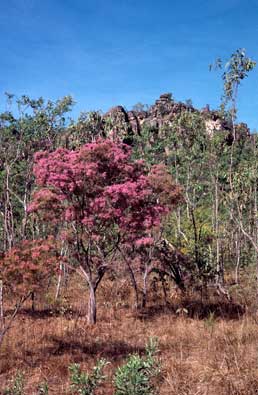 APII jpeg image of Calytrix exstipulata  © contact APII