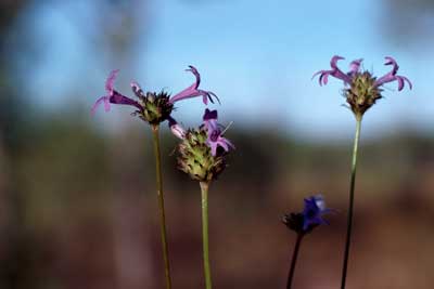 APII jpeg image of Lindernia plantaginea  © contact APII