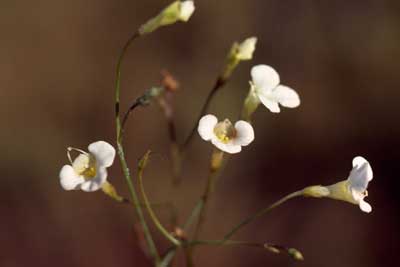 APII jpeg image of Lindernia leucochroa  © contact APII